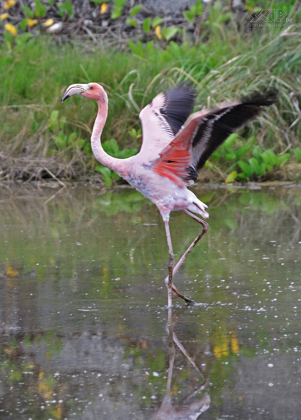 Galapagos - Isabela - Flamingo From Puerto Ayoro we took a fast speedboat to the Isabela island were we stayed for 3 days in Puerto Villamil and the surrounding area. Near the city you will find some lagunas with flamingos. Stefan Cruysberghs